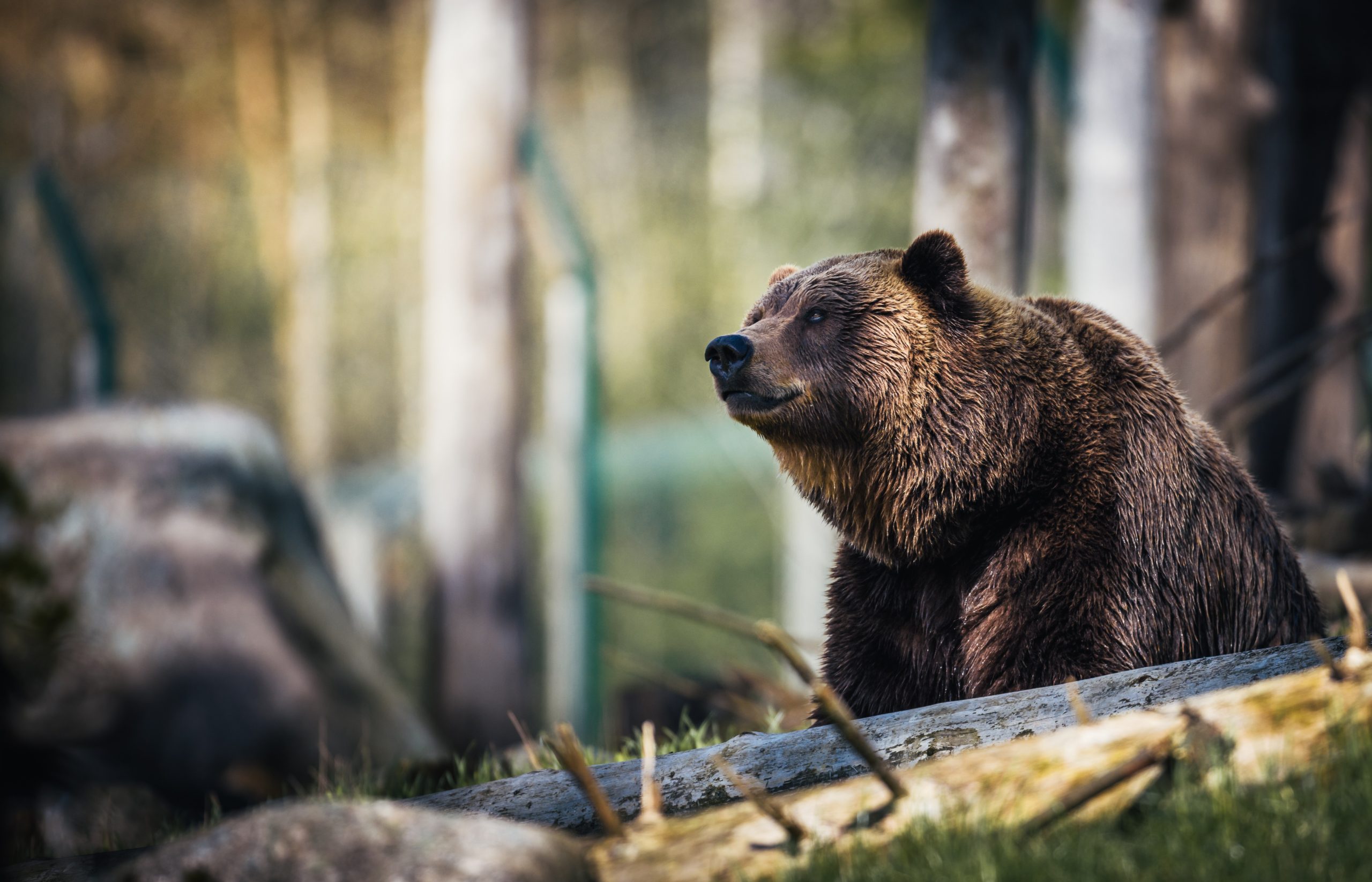 Big brown bear sitting in the forest